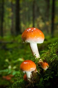 Mushroom close-up in the forest Stock Photos