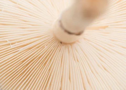 Mushroom close up Stock Photos