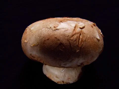 Mushroom close up Stock Photos