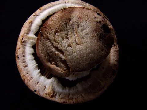 Mushroom close up Stock Photos