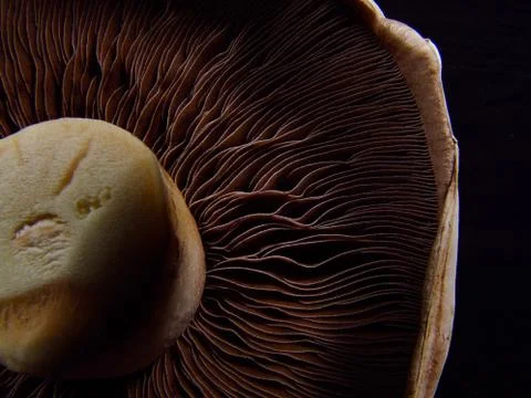 Mushroom close up Stock Photos