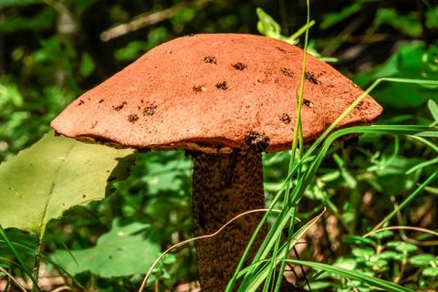 Mushroom close-up Stock Photos