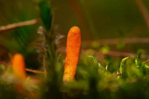 Mushroom close-up Stock Photos