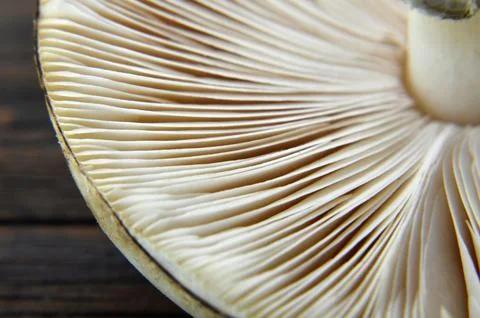 Mushroom close up Foto stock