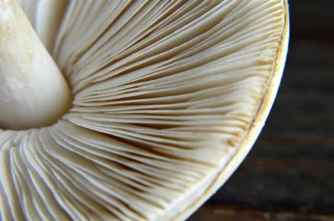 Mushroom close up Stock Photos