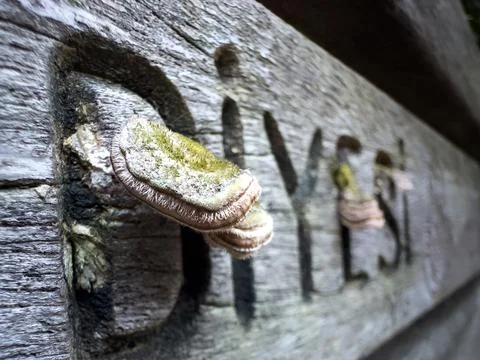 Mushroom close-up Stock Photos