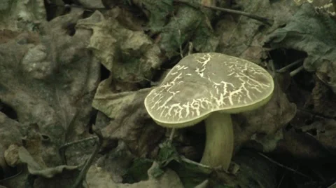 Mushroom Closeup 2 Stock Footage 7759894