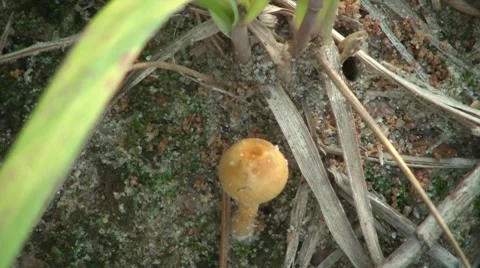 Mushroom Closeup Vídeos de archivo 7759895