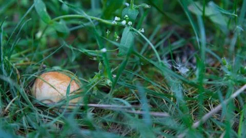 Mushroom closeup in grass Stock Photos