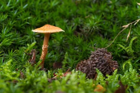 Mushroom closeup Stock Photos