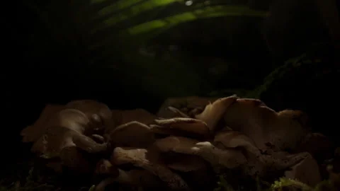 Mushroom Cluster in Dark Forest With Moody Low Key Lighting Stock Footage 336463760