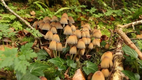 Mushroom cluster Stock Footage 224954680