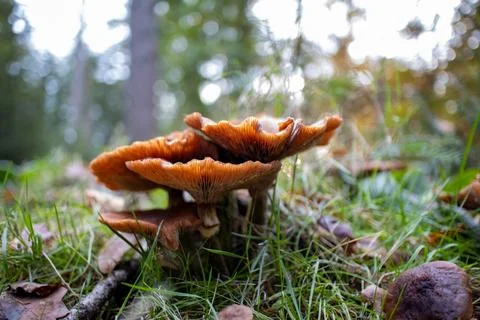 Mushroom cluster in forest with soft light and blurred background Stock Photos