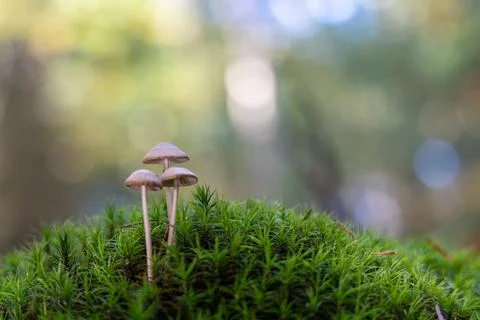 Mushroom cluster in moss Stock Photos