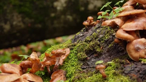Mushroom Cluster on Mossy Log. Stock Footage 254525878