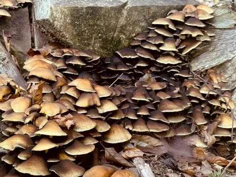 Mushroom cluster. Stock Photos