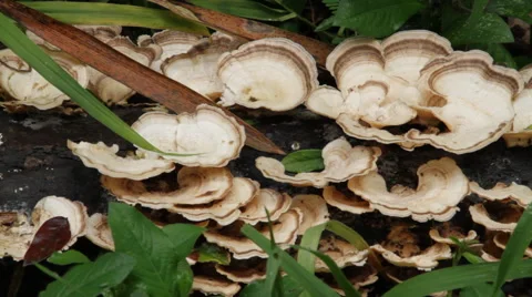 Mushroom cogumelo 스톡 동영상 41897220