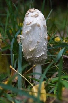 Mushroom coprinus comatus Foto stock