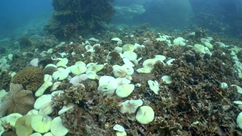 Mushroom coral bleaching Stock Footage 146772782