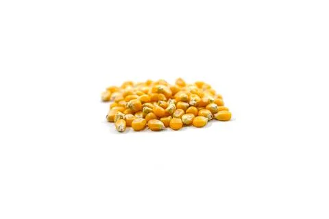 Mushroom corn kernel type used to make popcorn Foto stock