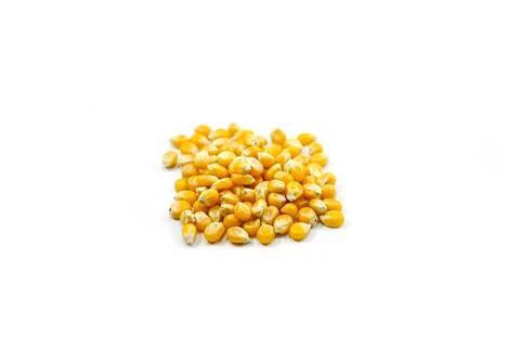 Mushroom corn kernel type used to make popcorn Stock Photos