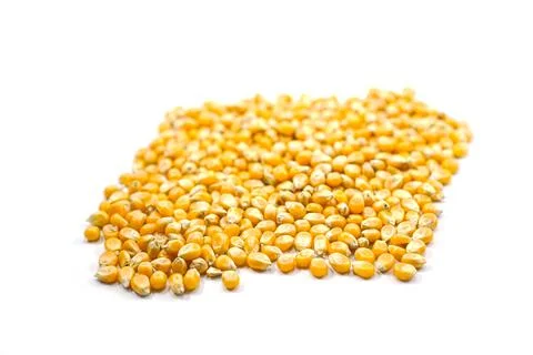 Mushroom corn kernel type used to make popcorn Stock Photos