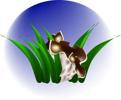 Mushroom Craterellus cornucopioides. Stock Illustration