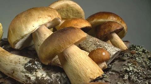 The mushroom crop rotates on the stump in front of the camera Stock Footage 77714880
