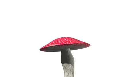 Mushroom dancing animation with alpha matte Stock Footage 83468259