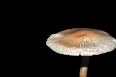 Mushroom on a dark background Stock Photos