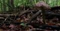 Mushroom in dark beech forest bushes and trees stock footage 4k or 4k+ Resolution