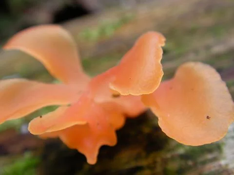 Mushroom on a dead tree in rainforest. Foto stock
