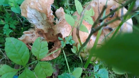 Mushroom Decayed Push In Pull Out Handheld Stock Footage 264343012