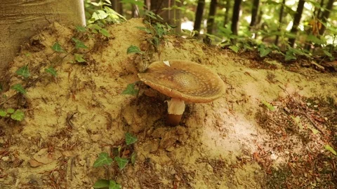 Mushroom in deciduous forest Stock Footage 90519553