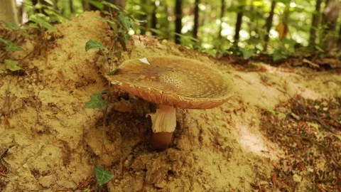 Mushroom in deciduous forest Stock Footage 90521052
