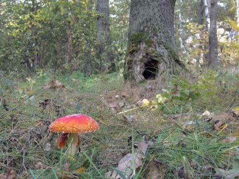 Mushroom in the deciduous forest Stock Photos