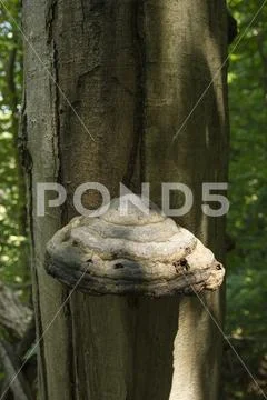 Mushroom on the Decrepit Stump Stock Photos