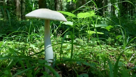 Mushroom in dense forest vegetation Stock Footage 283628180
