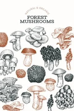 Mushroom design template. Hand drawn vector food illustration. Engraved style Stock Illustration