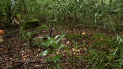 Mushroom detail Stock Footage 77048837