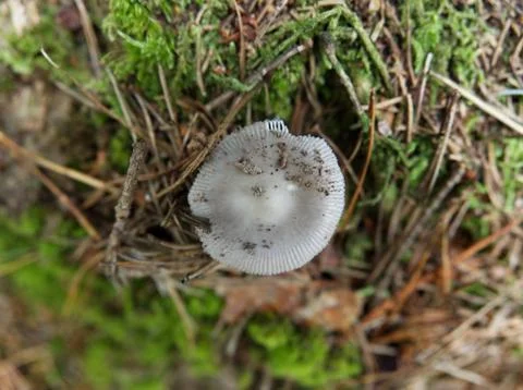 Mushroom up down view at a walk in thuringia in autumn Stock Photos