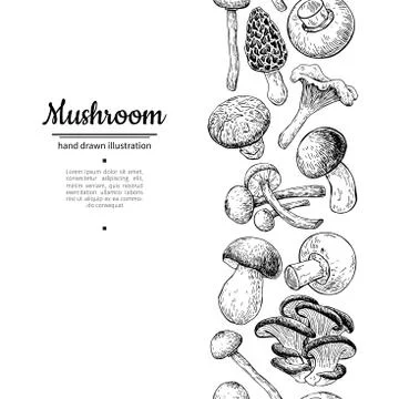 Mushroom drawing vector seamlees border. Isolated   food frame s Stock Illustration