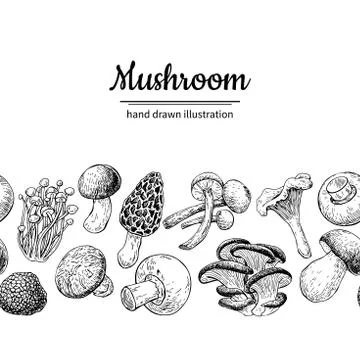 Mushroom drawing vector seamlees border. Isolated   food frame s Stock Illustration
