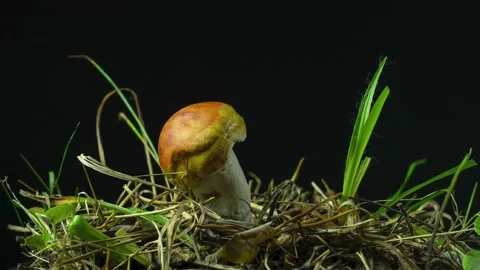 The mushroom dries and dries up without water. Timelapse on a black background Stock Footage 158498483