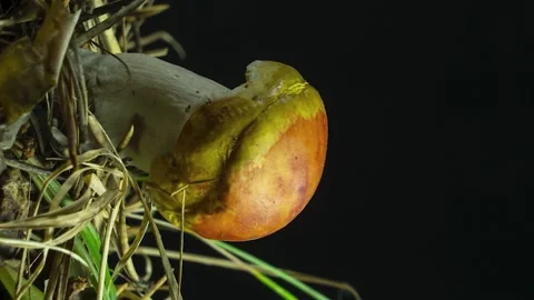 Mushroom dries up and shrinks. Concept of male impotence and sexually Video stock 158548904