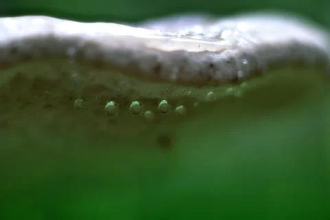 Mushroom in drops Stock Photos