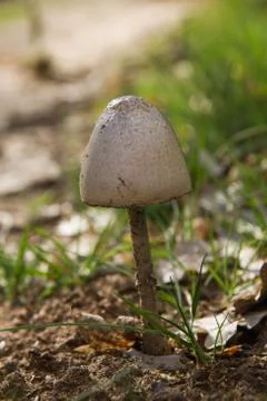 Mushroom on dung 스톡 사진