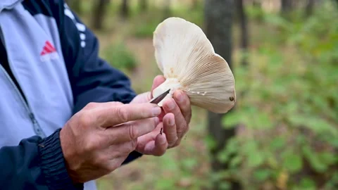 A mushroom expert presents and explains mushrooms from nature. Mushroom pickers. Stock Footage 228590959