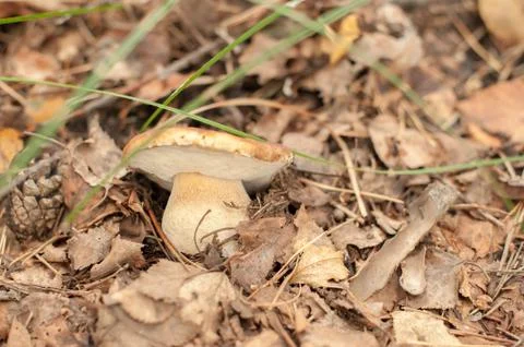 Mushroom in fall foliage Foto stock