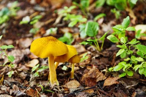 Mushroom in fall forest Stock Photos